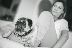 Fotografia cani