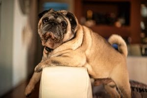 Fotografia cani