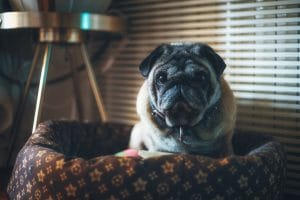 Fotografia cani