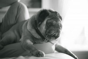 Fotografia cani