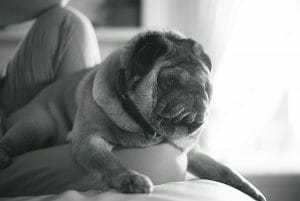 Fotografia cani