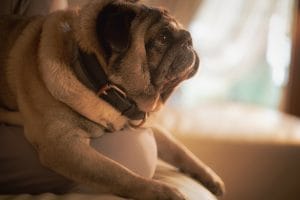 Fotografia cani