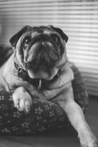 Fotografia cani