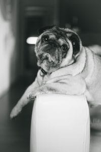 Fotografia cani